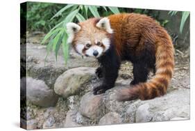 Red Panda (Ailurus Fulgens), Sichuan Province, China, Asia-G & M Therin-Weise-Stretched Canvas