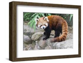 Red Panda (Ailurus Fulgens), Sichuan Province, China, Asia-G & M Therin-Weise-Framed Photographic Print