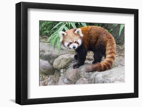 Red Panda (Ailurus Fulgens), Sichuan Province, China, Asia-G & M Therin-Weise-Framed Photographic Print