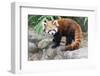 Red Panda (Ailurus Fulgens), Sichuan Province, China, Asia-G & M Therin-Weise-Framed Photographic Print