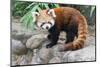Red Panda (Ailurus Fulgens), Sichuan Province, China, Asia-G & M Therin-Weise-Mounted Photographic Print