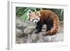 Red Panda (Ailurus Fulgens), Sichuan Province, China, Asia-G & M Therin-Weise-Framed Photographic Print