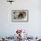 Red Panda (Ailurus Fulgens), Sichuan Province, China, Asia-G & M Therin-Weise-Framed Photographic Print displayed on a wall