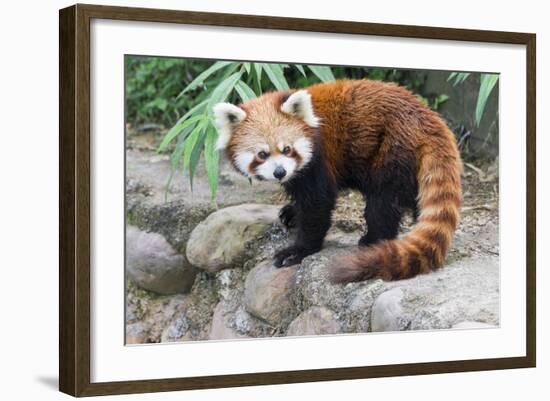 Red Panda (Ailurus Fulgens), Sichuan Province, China, Asia-G & M Therin-Weise-Framed Photographic Print