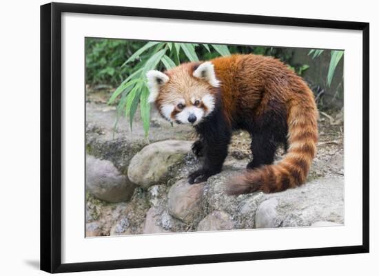 Red Panda (Ailurus Fulgens), Sichuan Province, China, Asia-G & M Therin-Weise-Framed Photographic Print