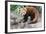 Red Panda (Ailurus Fulgens), Sichuan Province, China, Asia-G & M Therin-Weise-Framed Photographic Print