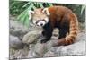 Red Panda (Ailurus Fulgens), Sichuan Province, China, Asia-G & M Therin-Weise-Mounted Photographic Print