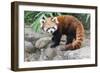 Red Panda (Ailurus Fulgens), Sichuan Province, China, Asia-G & M Therin-Weise-Framed Photographic Print