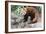 Red Panda (Ailurus Fulgens), Sichuan Province, China, Asia-G & M Therin-Weise-Framed Photographic Print