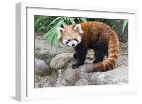 Red Panda (Ailurus Fulgens), Sichuan Province, China, Asia-G & M Therin-Weise-Framed Photographic Print