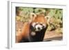 Red Panda (Ailurus Fulgens), Sichuan Province, China, Asia-G & M Therin-Weise-Framed Photographic Print