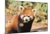 Red Panda (Ailurus Fulgens), Sichuan Province, China, Asia-G & M Therin-Weise-Mounted Photographic Print