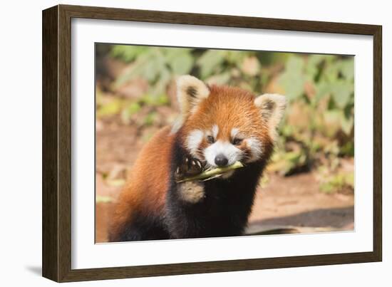 Red Panda (Ailurus Fulgens), Sichuan Province, China, Asia-G & M Therin-Weise-Framed Photographic Print