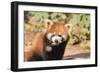 Red Panda (Ailurus Fulgens), Sichuan Province, China, Asia-G & M Therin-Weise-Framed Photographic Print