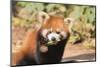 Red Panda (Ailurus Fulgens), Sichuan Province, China, Asia-G & M Therin-Weise-Mounted Photographic Print