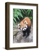 Red Panda (Ailurus Fulgens), Sichuan Province, China, Asia-G & M Therin-Weise-Framed Photographic Print