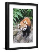 Red Panda (Ailurus Fulgens), Sichuan Province, China, Asia-G & M Therin-Weise-Framed Photographic Print