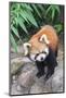 Red Panda (Ailurus Fulgens), Sichuan Province, China, Asia-G & M Therin-Weise-Mounted Photographic Print