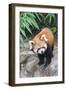 Red Panda (Ailurus Fulgens), Sichuan Province, China, Asia-G & M Therin-Weise-Framed Photographic Print