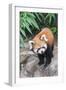 Red Panda (Ailurus Fulgens), Sichuan Province, China, Asia-G & M Therin-Weise-Framed Photographic Print