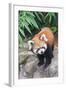 Red Panda (Ailurus Fulgens), Sichuan Province, China, Asia-G & M Therin-Weise-Framed Photographic Print