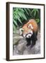 Red Panda (Ailurus Fulgens), Sichuan Province, China, Asia-G & M Therin-Weise-Framed Photographic Print