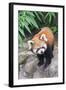 Red Panda (Ailurus Fulgens), Sichuan Province, China, Asia-G & M Therin-Weise-Framed Photographic Print