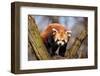 Red Panda (Ailurus Fulgens) Sitting in A Tree at A Zoo.-Curioso Travel Photography-Framed Photographic Print