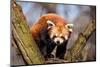 Red Panda (Ailurus Fulgens) Sitting in A Tree at A Zoo.-Curioso Travel Photography-Mounted Photographic Print