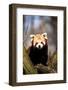 Red Panda (Ailurus Fulgens) Sitting in A Tree at A Zoo.-Curioso Travel Photography-Framed Photographic Print