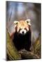 Red Panda (Ailurus Fulgens) Sitting in A Tree at A Zoo.-Curioso Travel Photography-Mounted Photographic Print