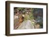 Red Panda, Ailurus Fulgens-Andreas Altenburger-Framed Photographic Print