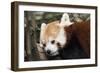 Red Panda BRZ 17-Robert Michaud-Framed Giclee Print