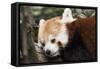 Red Panda BRZ 17-Robert Michaud-Framed Stretched Canvas