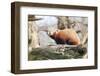 Red Panda, Cotswold Wildlife Park, Costswolds, Gloucestershire, England, United Kingdom, Europe-Charlie Harding-Framed Photographic Print