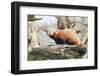 Red Panda, Cotswold Wildlife Park, Costswolds, Gloucestershire, England, United Kingdom, Europe-Charlie Harding-Framed Photographic Print