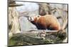 Red Panda, Cotswold Wildlife Park, Costswolds, Gloucestershire, England, United Kingdom, Europe-Charlie Harding-Mounted Photographic Print