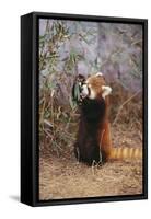 Red Panda Eating Bamboo Leaves-DLILLC-Framed Stretched Canvas