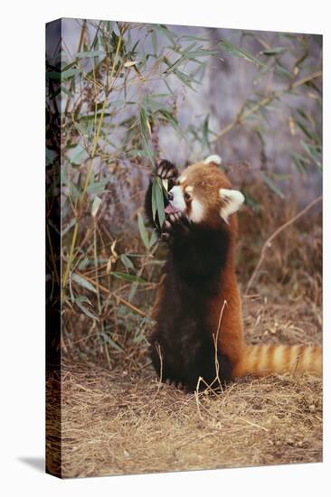 Red Panda Eating Bamboo Leaves-DLILLC-Stretched Canvas