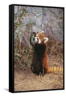 Red Panda Eating Bamboo Leaves-DLILLC-Framed Stretched Canvas