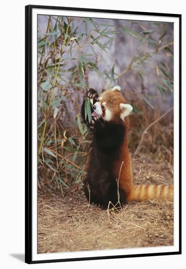 Red Panda Eating Bamboo Leaves-DLILLC-Framed Premium Photographic Print