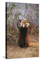 Red Panda Eating Bamboo Leaves-DLILLC-Stretched Canvas