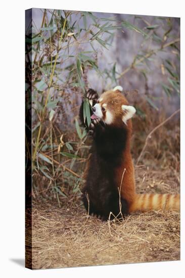 Red Panda Eating Bamboo Leaves-DLILLC-Stretched Canvas