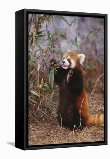 Red Panda Eating Bamboo Leaves-DLILLC-Framed Stretched Canvas