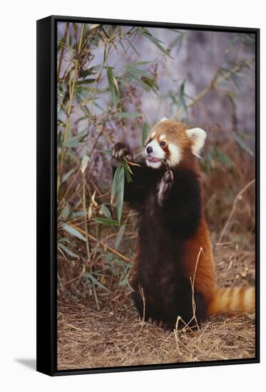 Red Panda Eating Bamboo Leaves-DLILLC-Framed Stretched Canvas