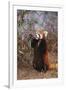 Red Panda Eating Bamboo Leaves-DLILLC-Framed Premium Photographic Print