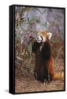 Red Panda Eating Bamboo Leaves-DLILLC-Framed Stretched Canvas