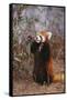 Red Panda Eating Bamboo Leaves-DLILLC-Framed Stretched Canvas