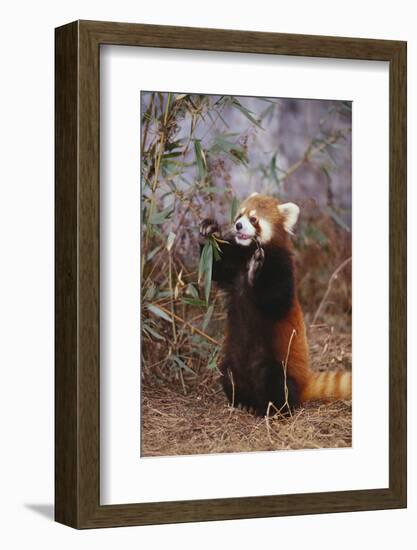 Red Panda Eating Bamboo Leaves-DLILLC-Framed Photographic Print