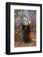 Red Panda Eating Bamboo Leaves-DLILLC-Framed Photographic Print